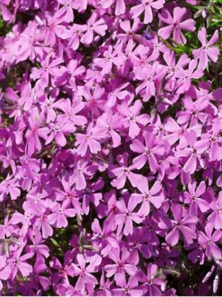 Phlox subulata Atropurpurea